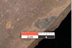 Foto (Detailsansicht) von Fagus feroniae Unger (NHMW-GEO-2024-0188-0982)